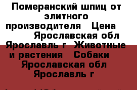 Померанский шпиц от элитного производителя › Цена ­ 25 000 - Ярославская обл., Ярославль г. Животные и растения » Собаки   . Ярославская обл.,Ярославль г.